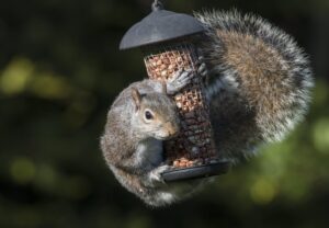 Squirrel Proof Products